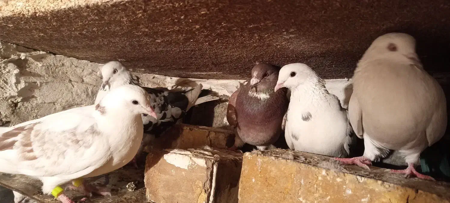 200|پرنده|سیلوانه, |دیوار