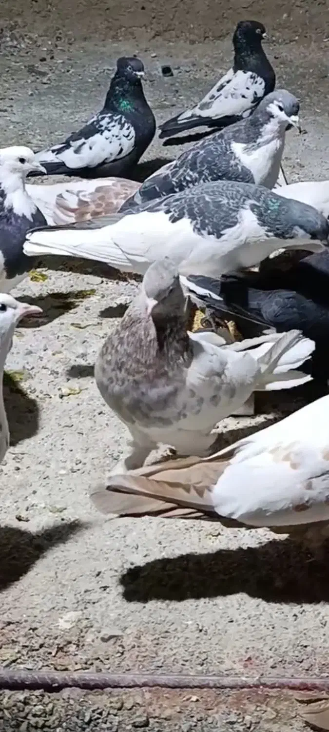 کبوتر|پرنده|پاسارگاد, |دیوار