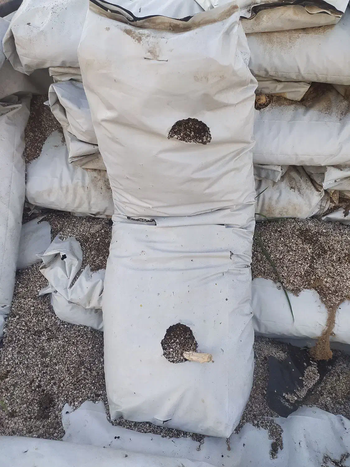 بستر مخلوط کوکوپیت و پرلیت|حراج|اهر, |دیوار