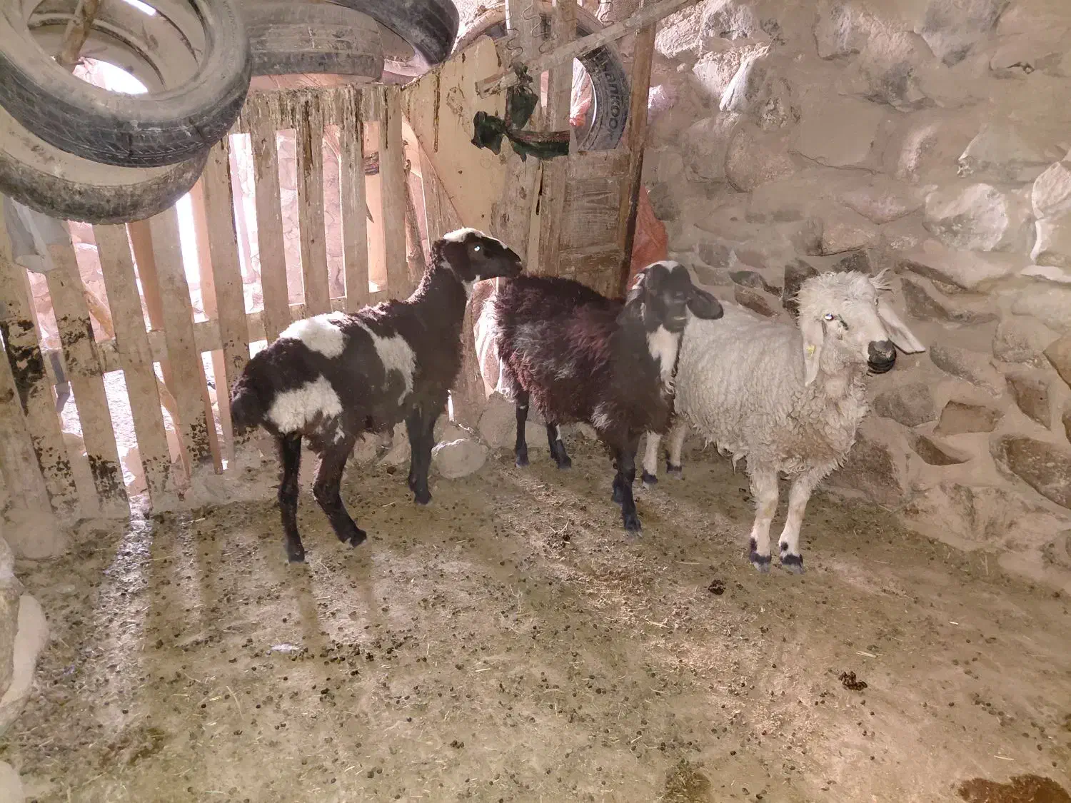 بره درجه یک خونگی|حیوانات مزرعه|سربیشه, |دیوار