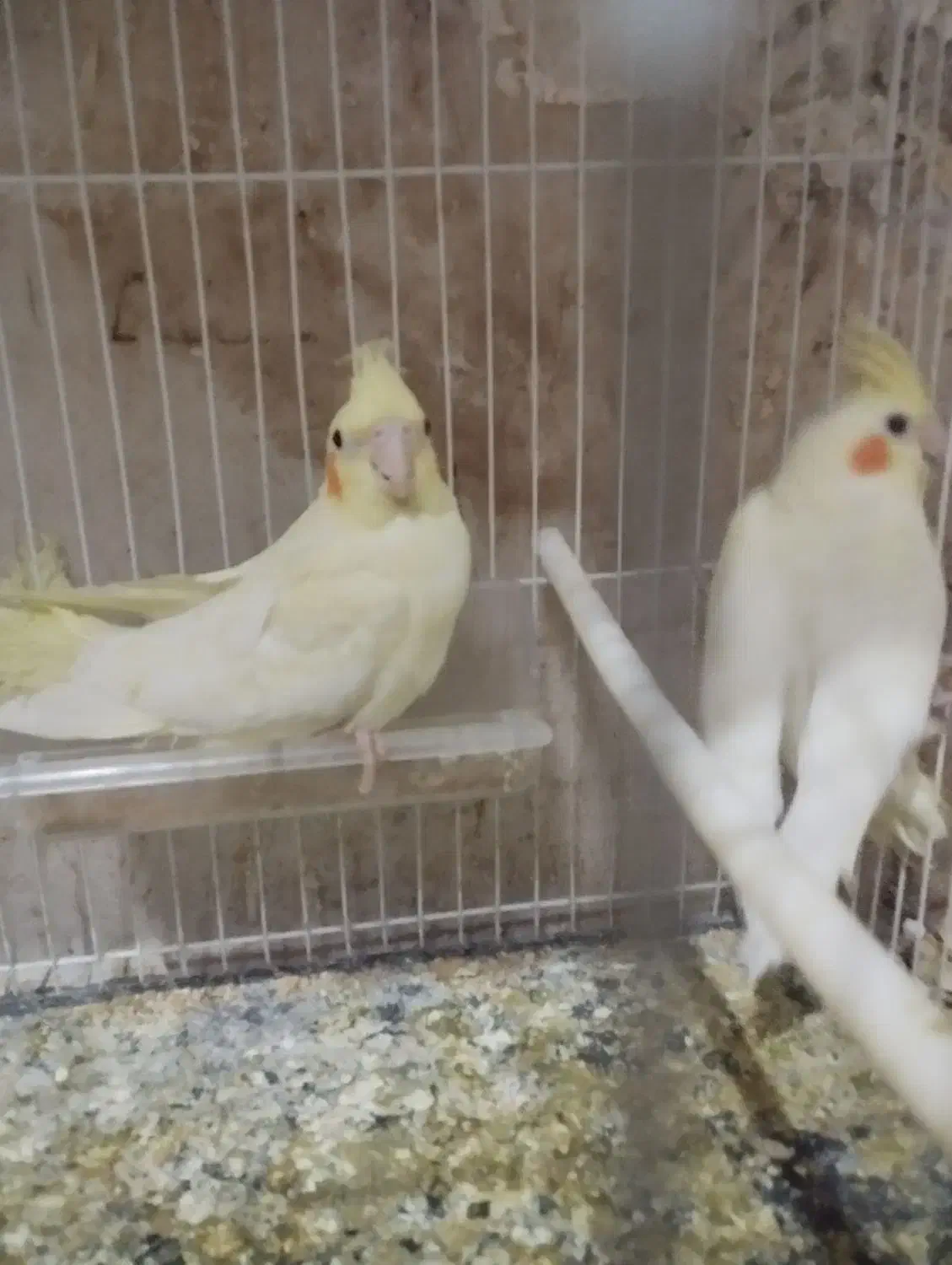 عروس هلندی مرغ عشق کوتوله قفس لانه و لوازم پرنده|پرنده|مشهد, شهرک شهید باهنر|دیوار