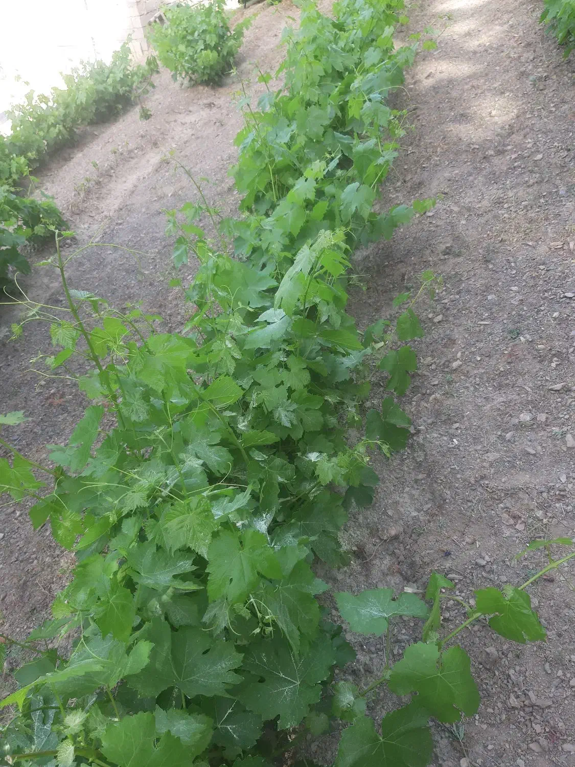 نهال انگور|خدمات باغبانی و درختکاری|موچش, |دیوار