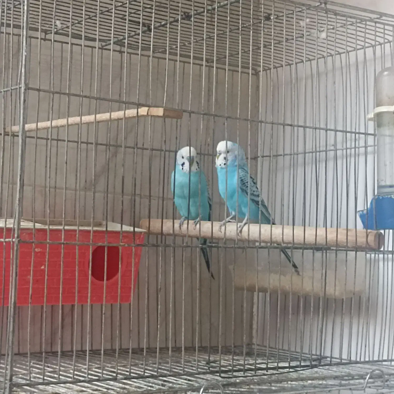 خرگوش|موش و خرگوش|مشکین‌دشت, |دیوار