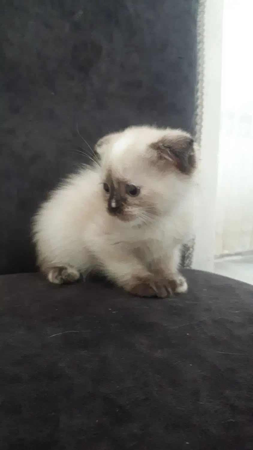 دوعدد گربه اسکاتیش|گربه|زنجان, |دیوار