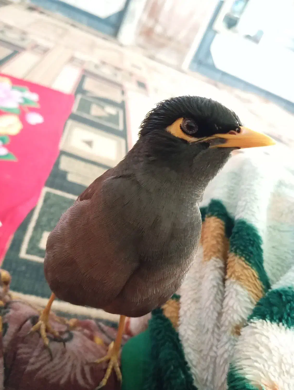 مرغ مینام گم شده به یابنده مژدگانی داده میشود|اشیا|فسا, |دیوار