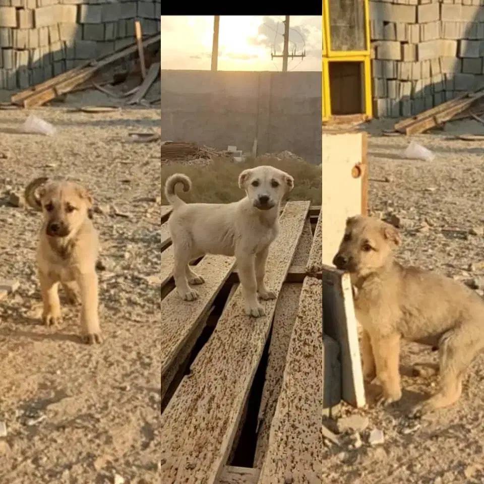 سگ نر و ماده سرابی|سگ|قرچک, ولی آباد|دیوار