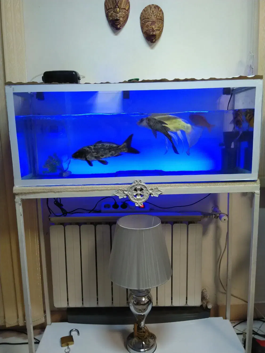 ماهی و اکواریوم|ماهی|تهران, جوادیه تهرانپارس|دیوار