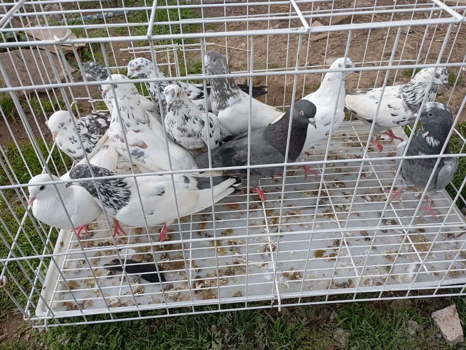 کبوتر دونیی ۱۵۰|پرنده|خشکبیجار, |دیوار