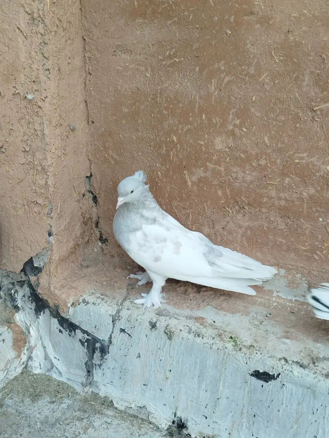 نرماده کله|پرنده|شیراز, درکی|دیوار