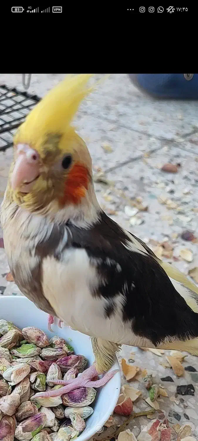 گمشدن|حیوانات|سیرجان, |دیوار