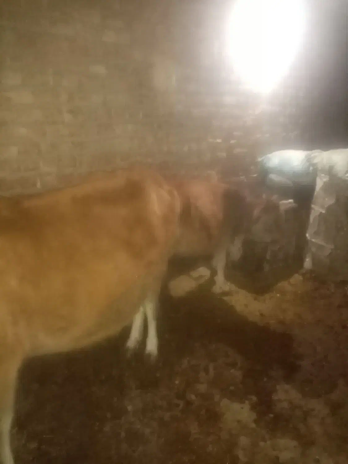 گاو به همراه گوساله|حیوانات مزرعه|تبریز, |دیوار