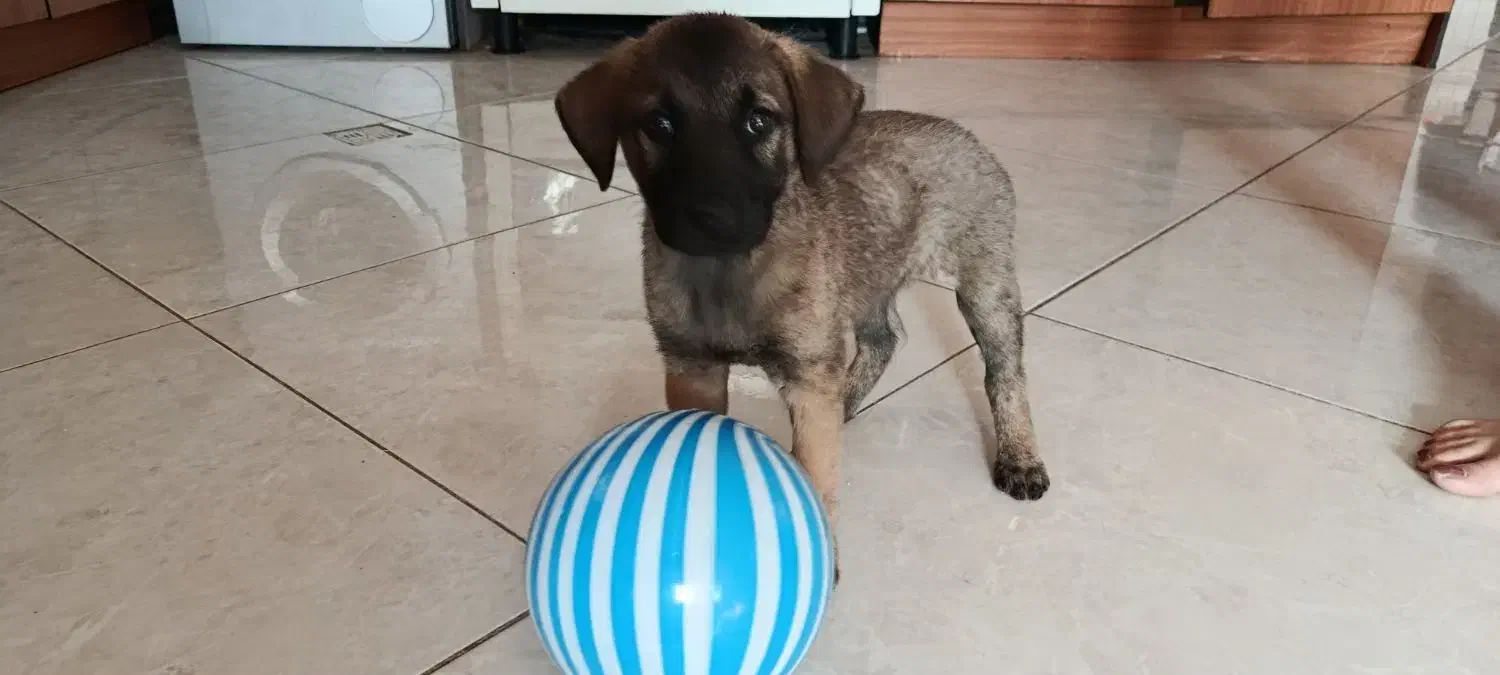 توله سگ محلی سالم|سگ|سبزوار, هویزه|دیوار