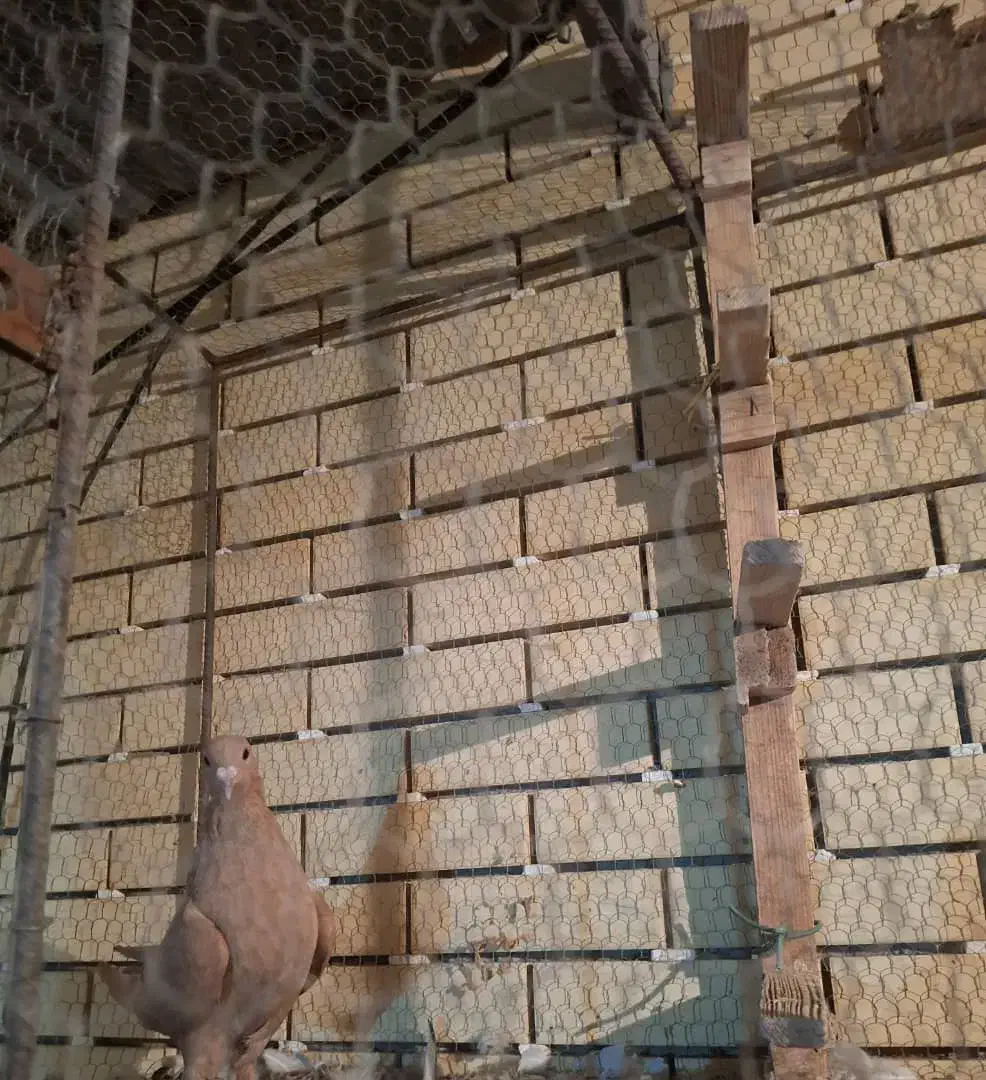 ماده زرد خوشگل دورشت|پرنده|رفسنجان, |دیوار