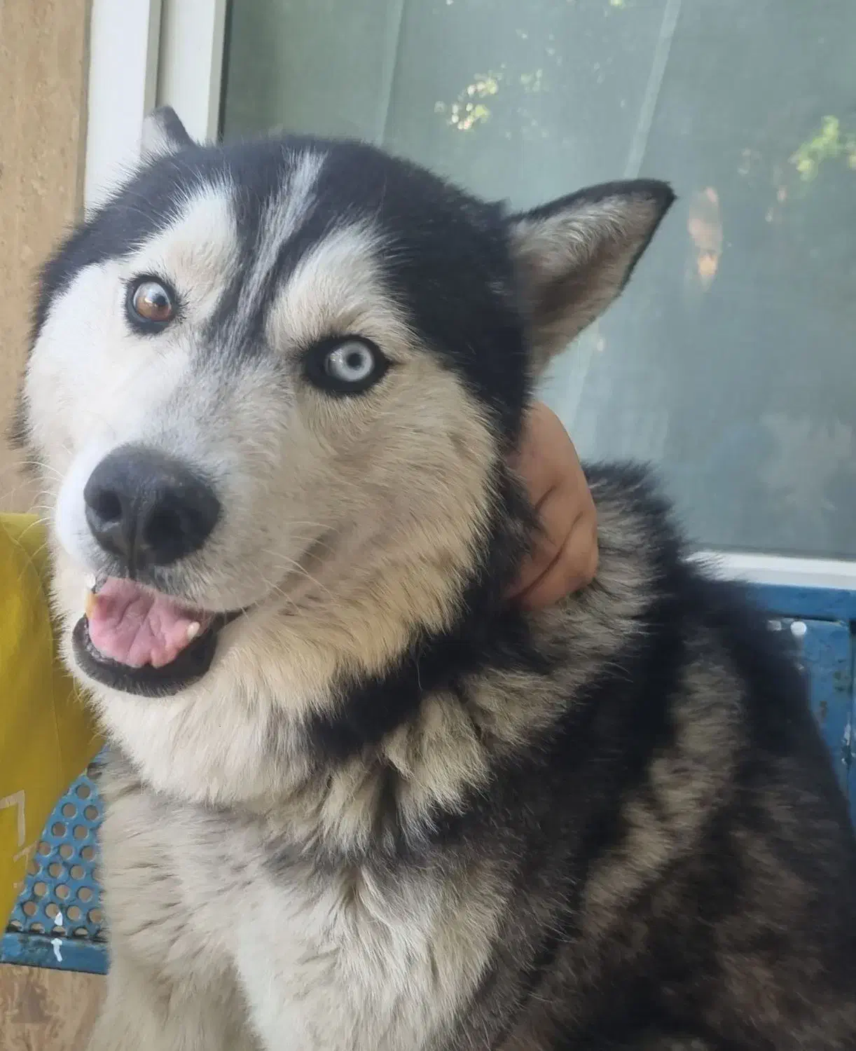 سگ هاسکی گم شده|حیوانات|مشهد, شهید قربانی|دیوار