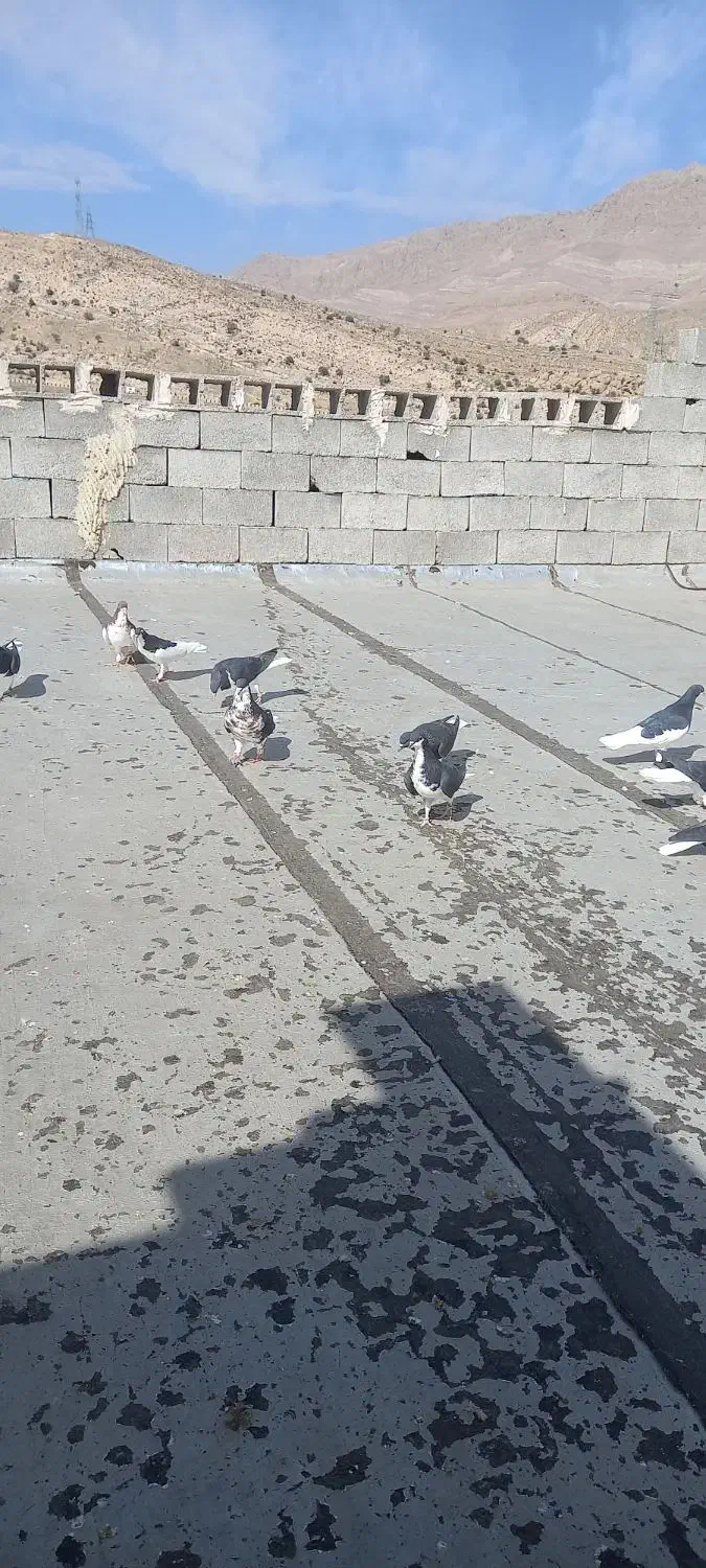 کفتر شهری|پرنده|شیراز, ویلاشهر|دیوار