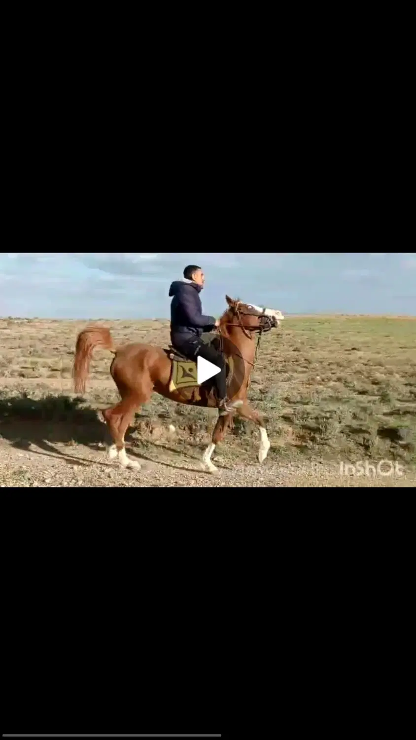 اسب|اسب و تجهیزات اسب‌سواری|گلپایگان, |دیوار