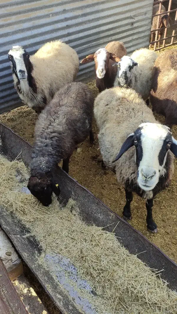 گوسفند میش چاق|حیوانات مزرعه|بشاریات, |دیوار