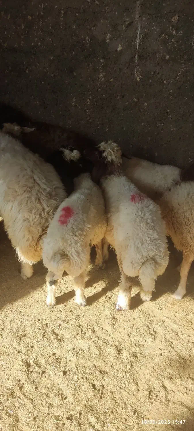 سوپر گوشت وقصابی کاور وشک پروار ترجگ کبابی چاق|خوردنی و آشامیدنی|سیوان, |دیوار