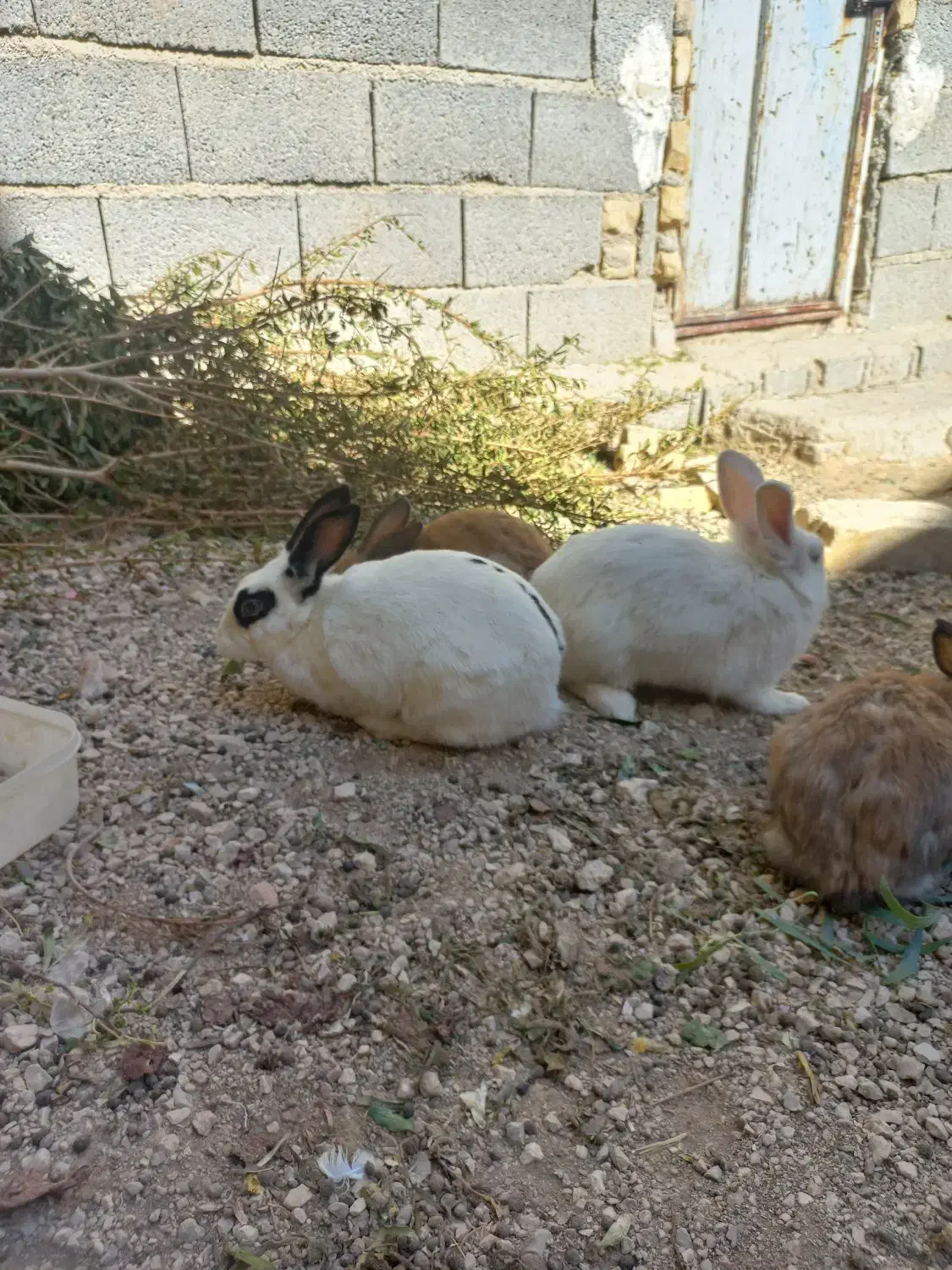 حراج خرگوش|موش و خرگوش|فیروزآباد (فارس), |دیوار