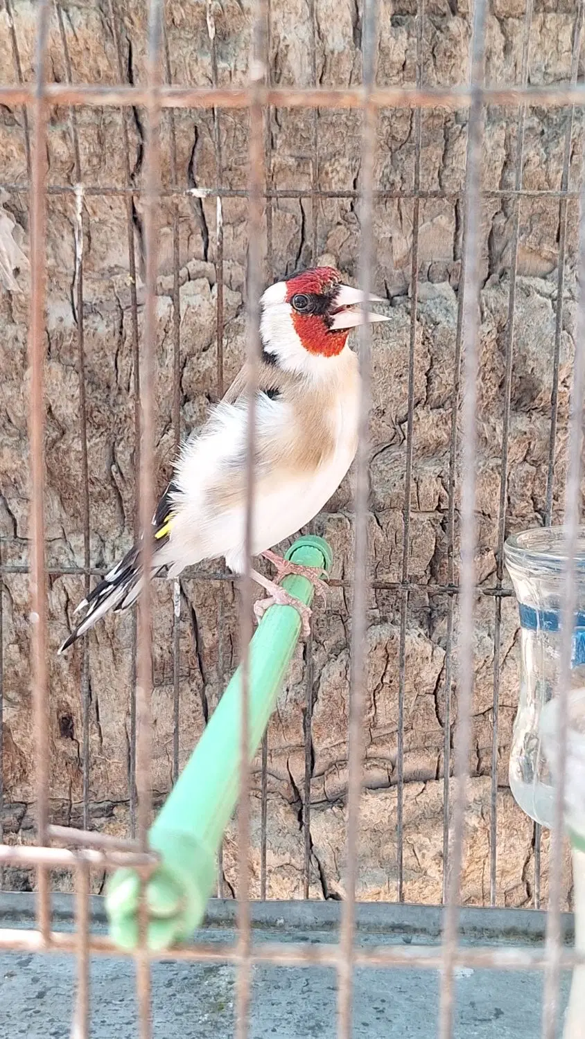 سهره|پرنده|فسا, |دیوار