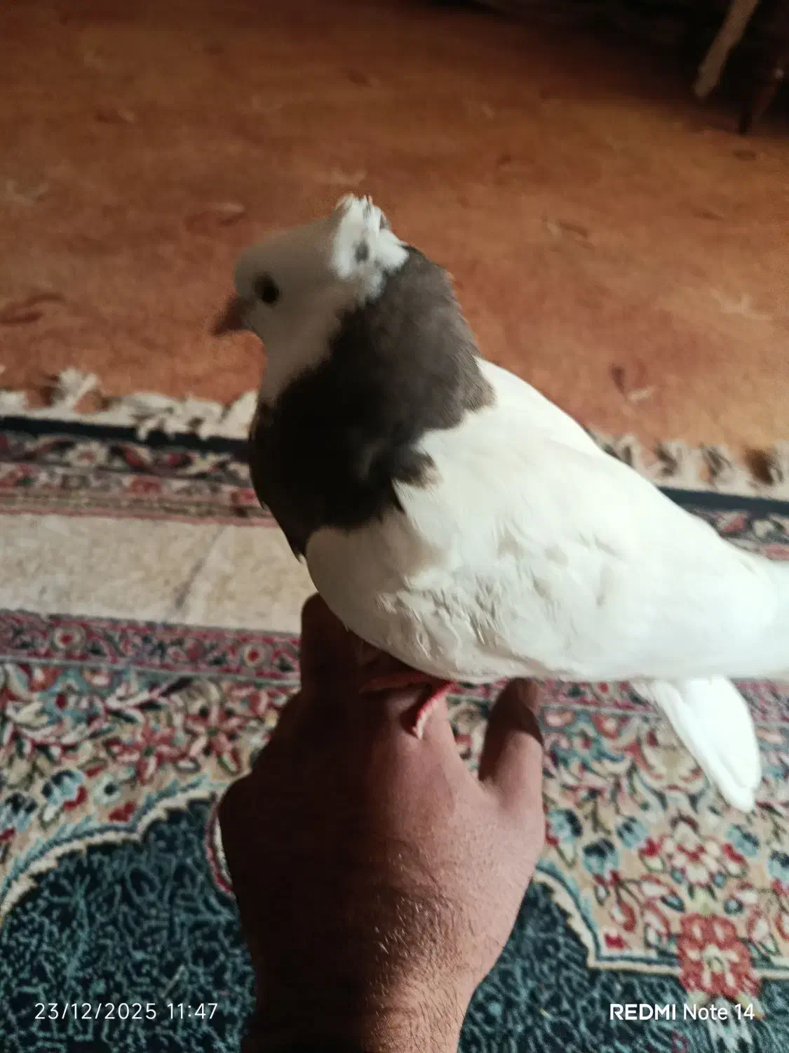 کفتر|پرنده|زاهدان, |دیوار