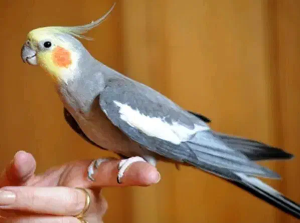 عروس هلندی|پرنده|کرج, خرمدشت|دیوار