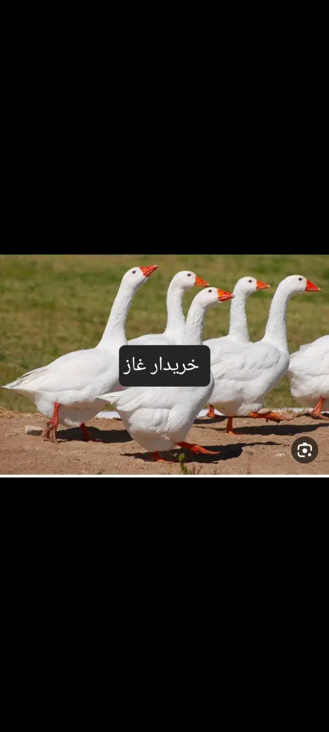 غاز|حیوانات مزرعه|اهواز, شهرک توسعه نیشکر|دیوار