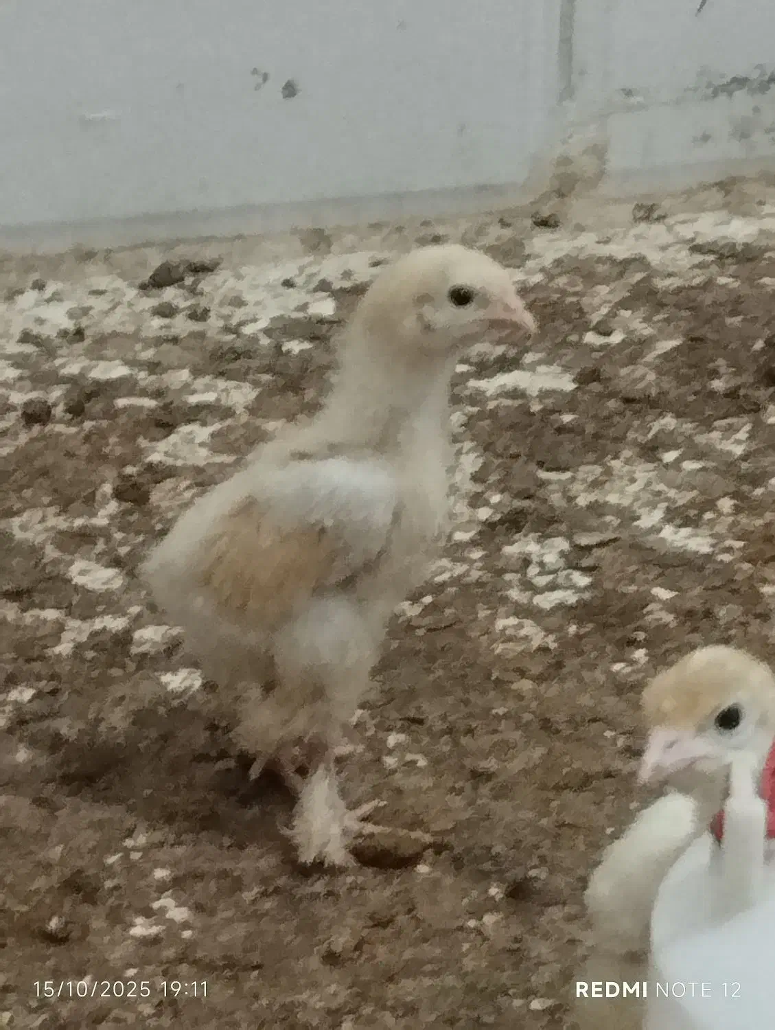 فروش مرغ وجوجه وبلدرچین وبوقلمون|حیوانات مزرعه|زرقان, |دیوار