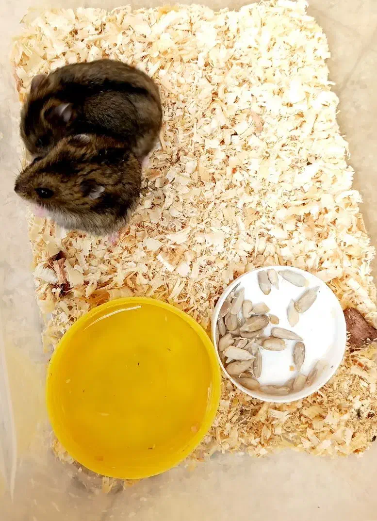 همستر|موش و خرگوش|همدان, |دیوار