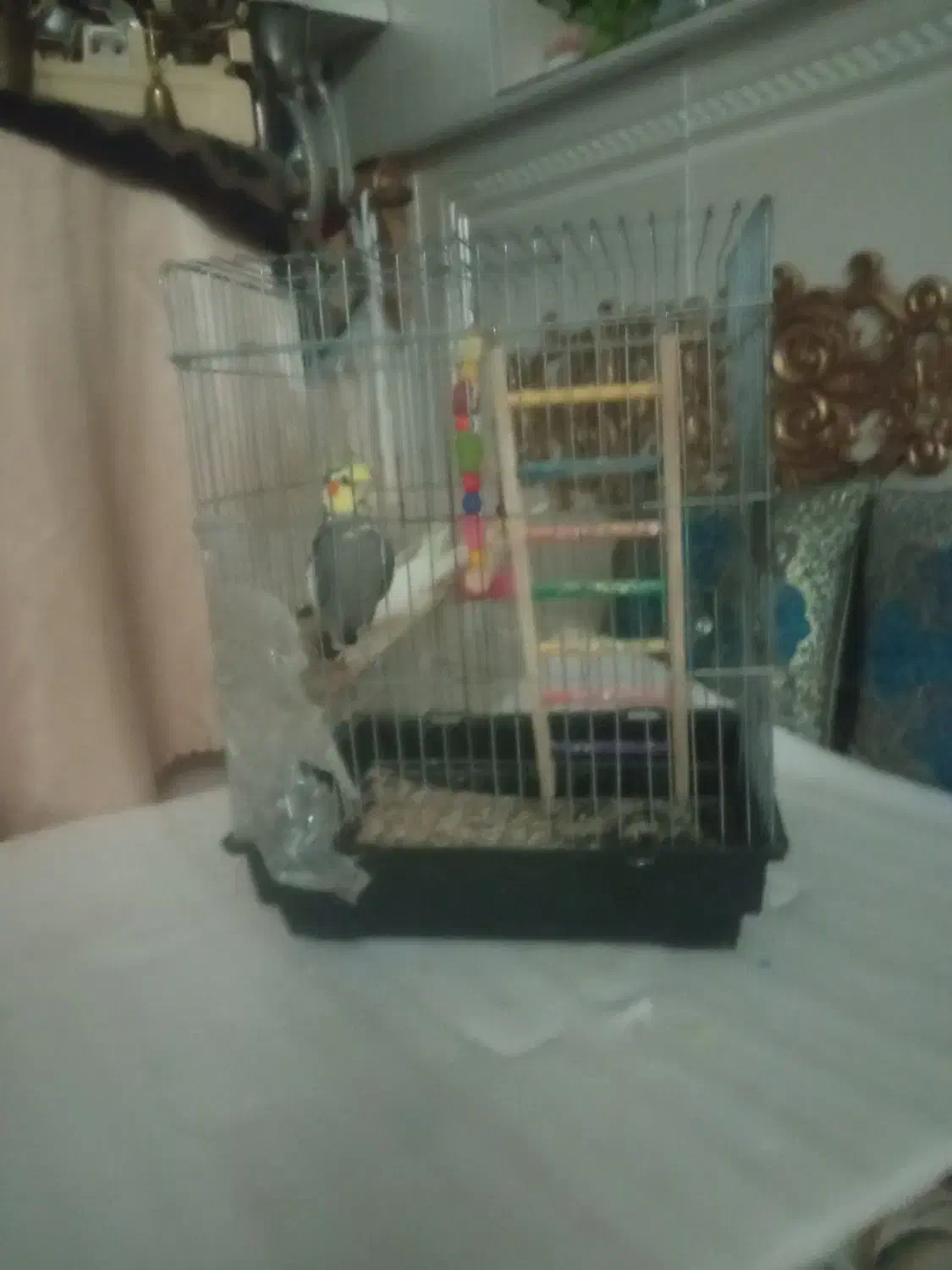 دو تا عروس هلندی نر|پرنده|محمدشهر, سیدآباد|دیوار