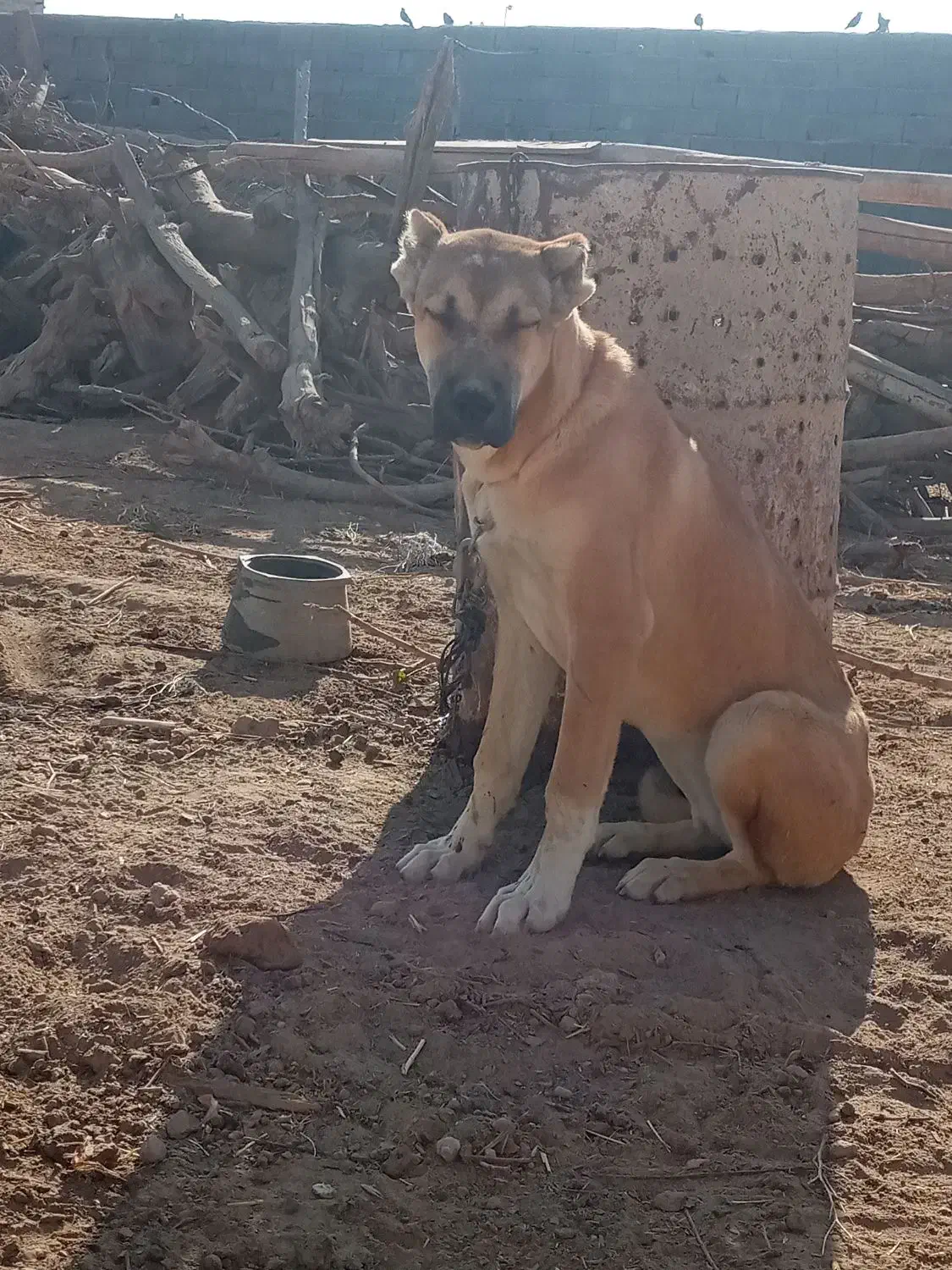 سگ ماده|سگ|مشهد, امیریه|دیوار