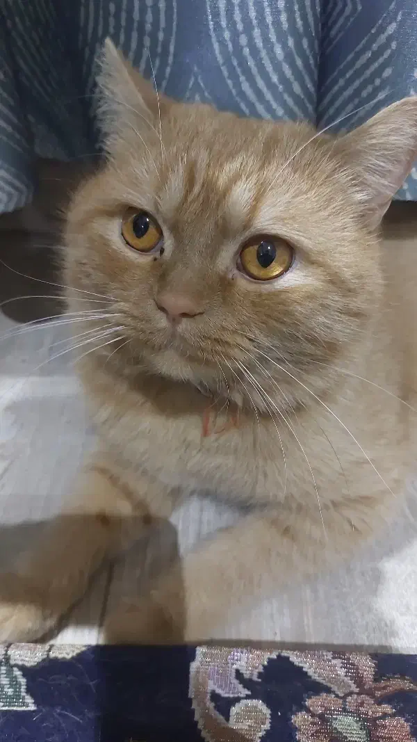 گربه پیدا شده|گربه|تبریز, |دیوار