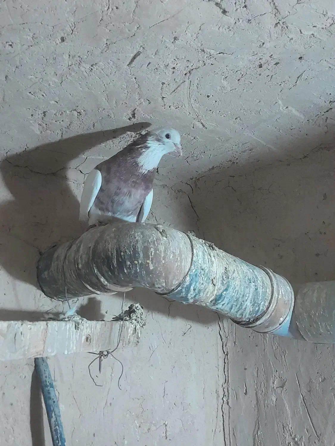 کبوتر فروشی|پرنده|لالجین, |دیوار