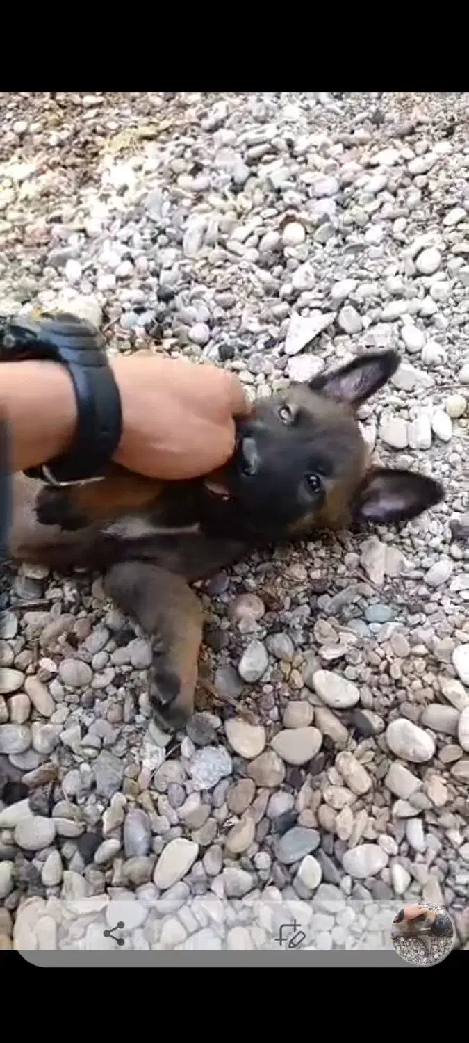 سگ نرشیواوا نردمادمالینیوز|سگ|دزفول, |دیوار