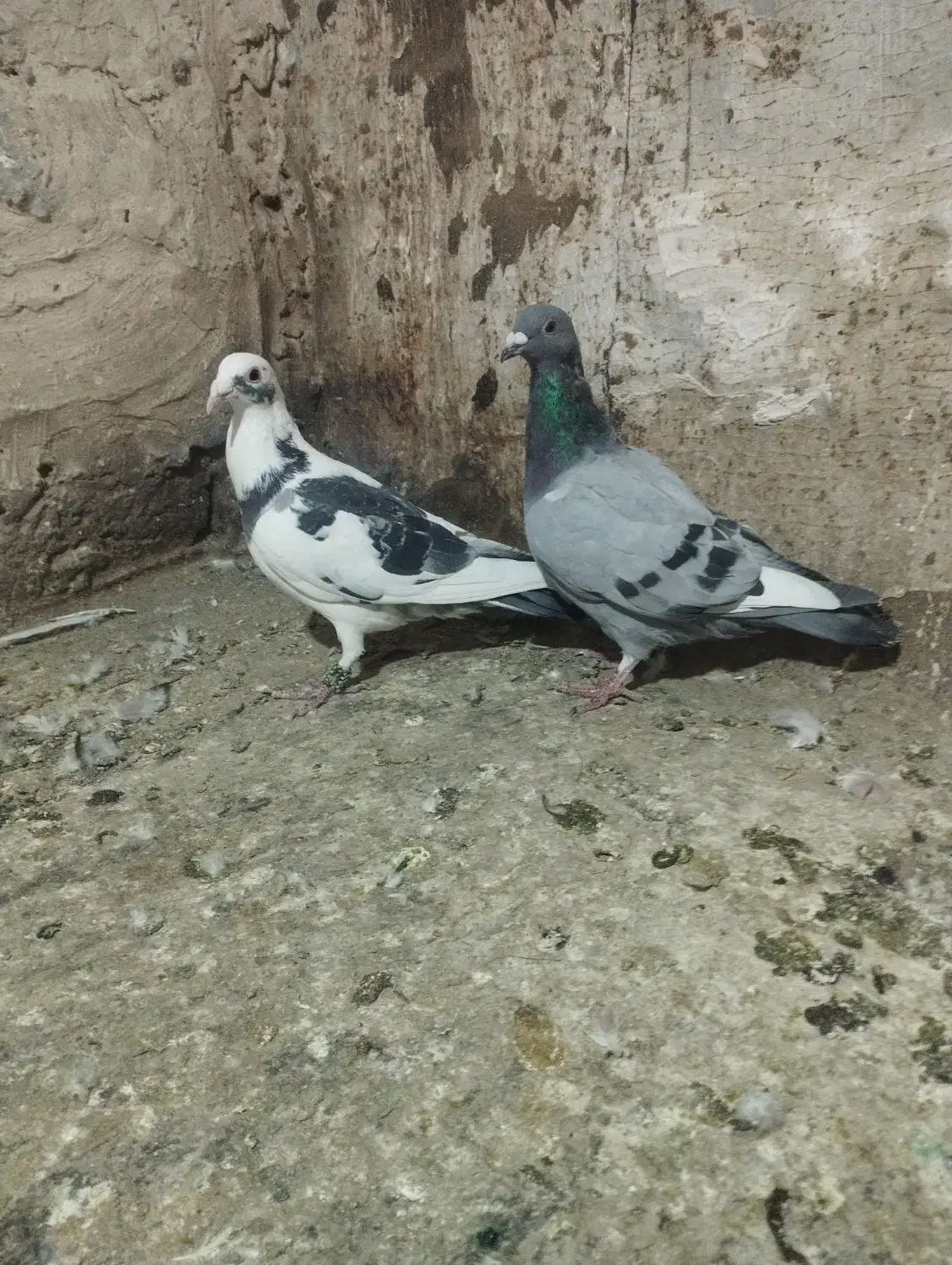 کبوتر سبز و ابلغ|پرنده|تربت‌حیدریه, یحیی آباد|دیوار
