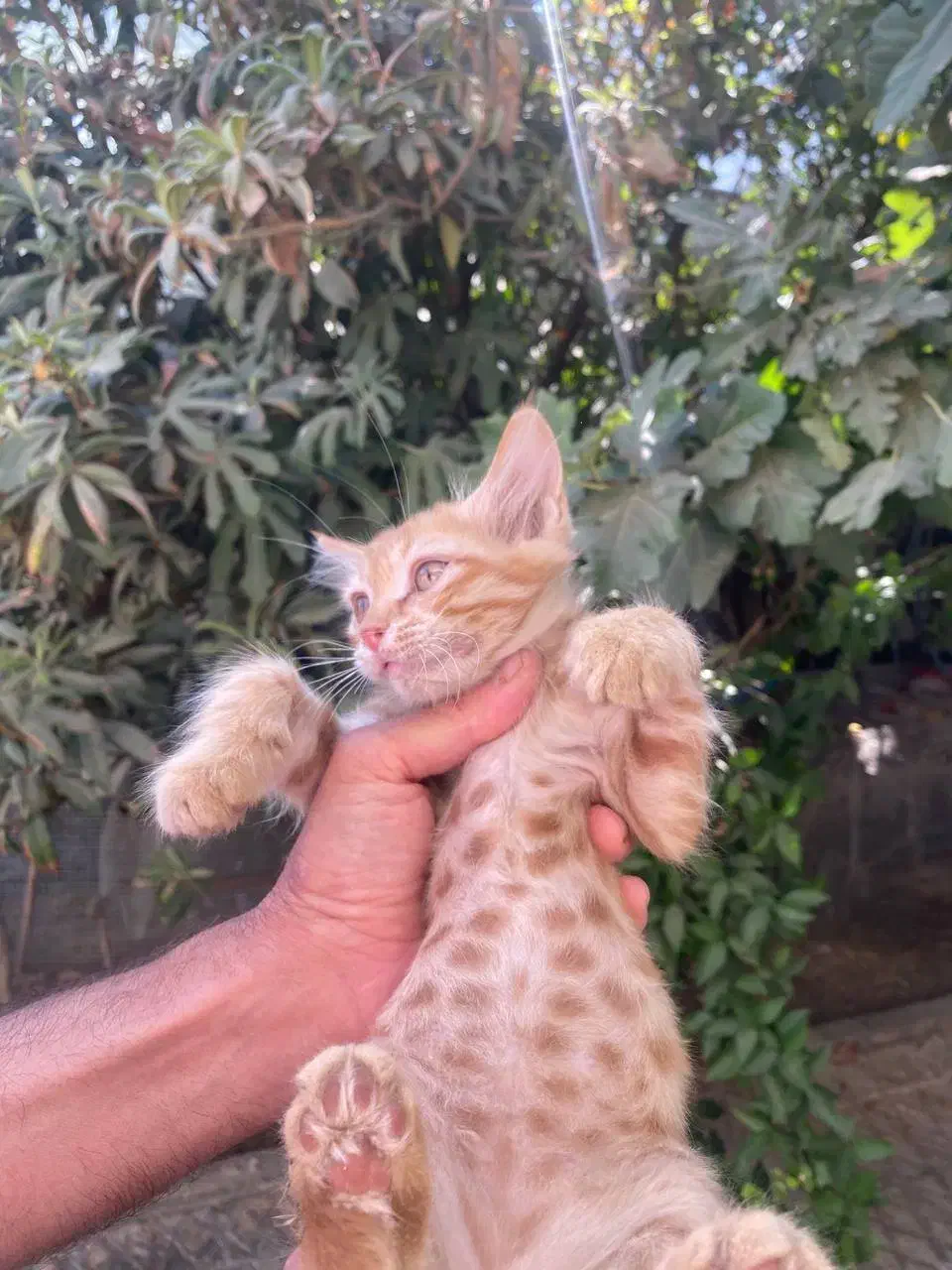 گربه|گربه|شیراز, شیشه‌گری|دیوار