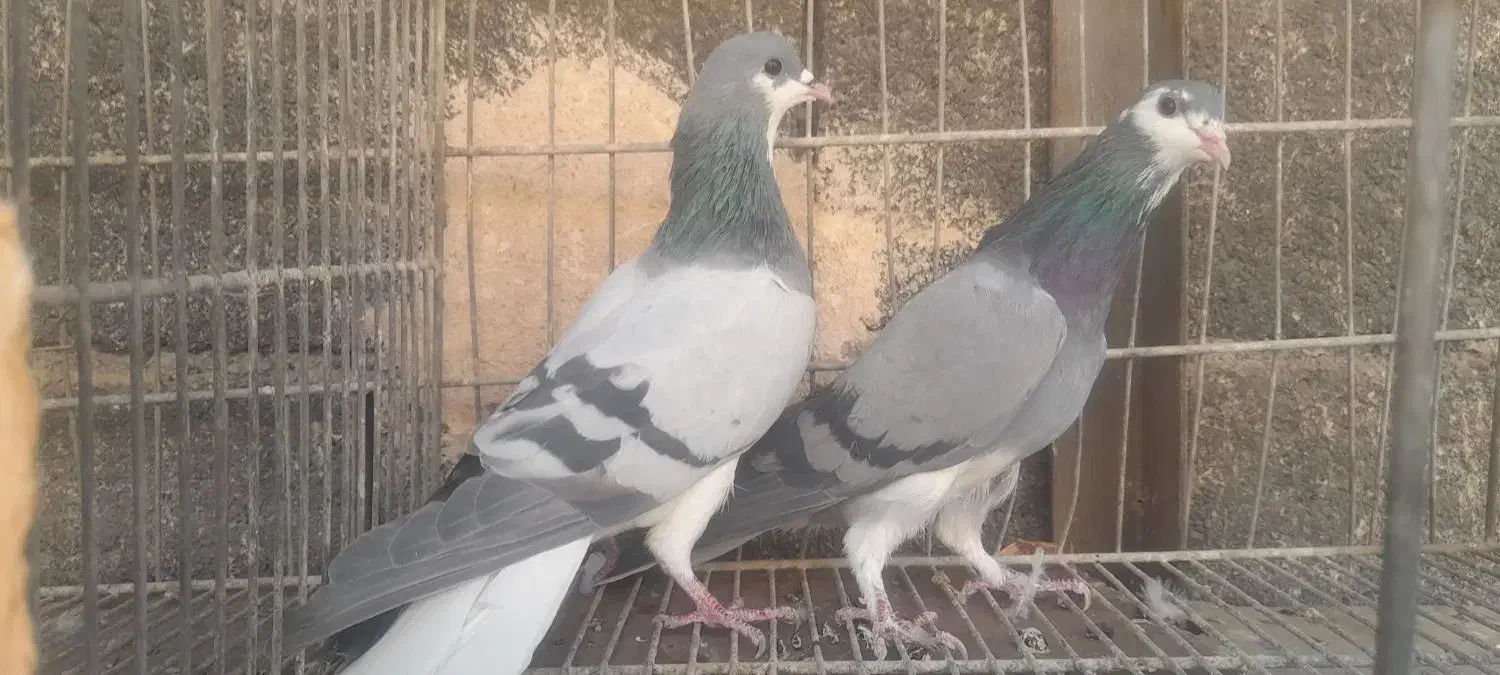 نروماده خرقه وواز|پرنده|اصفهان, حصه جنوبی|دیوار