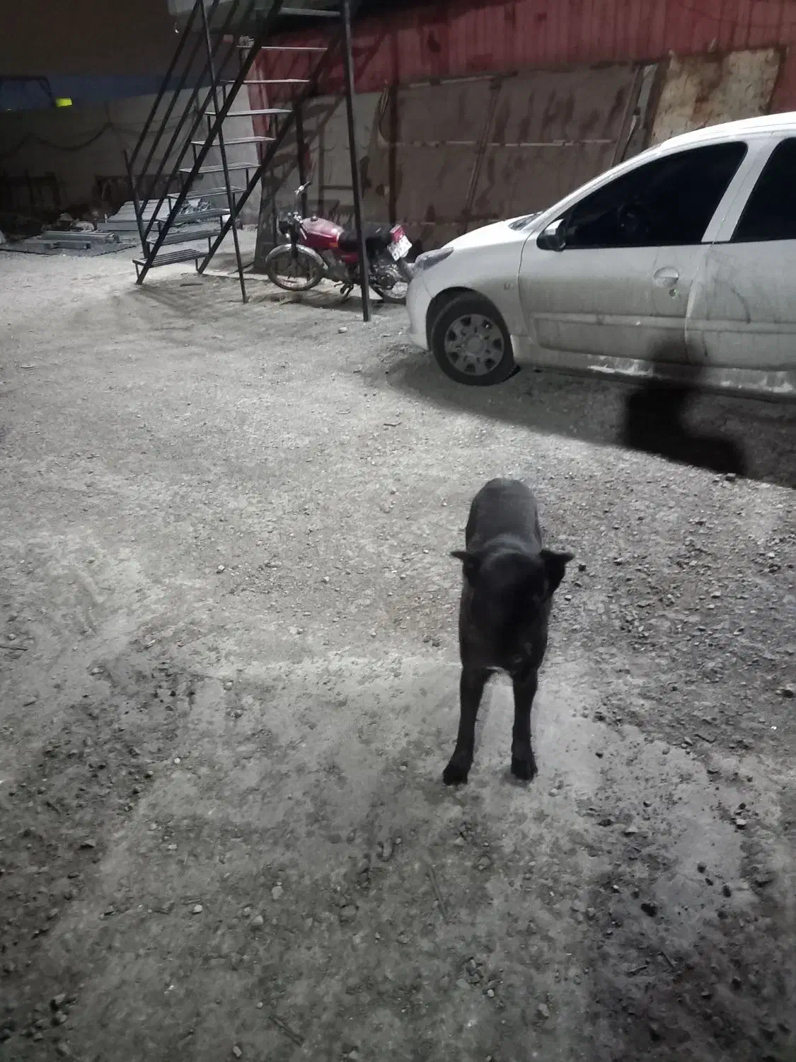 سگ گرگی|سگ|بهارستان, |دیوار