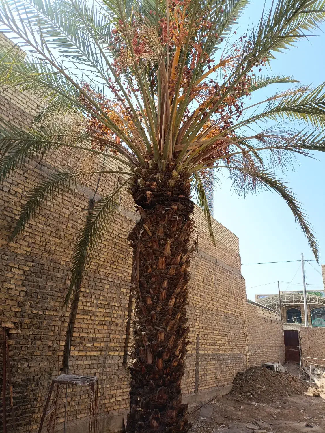 درخت خرما (نخل)|گل و گیاه طبیعی|اردکان, |دیوار