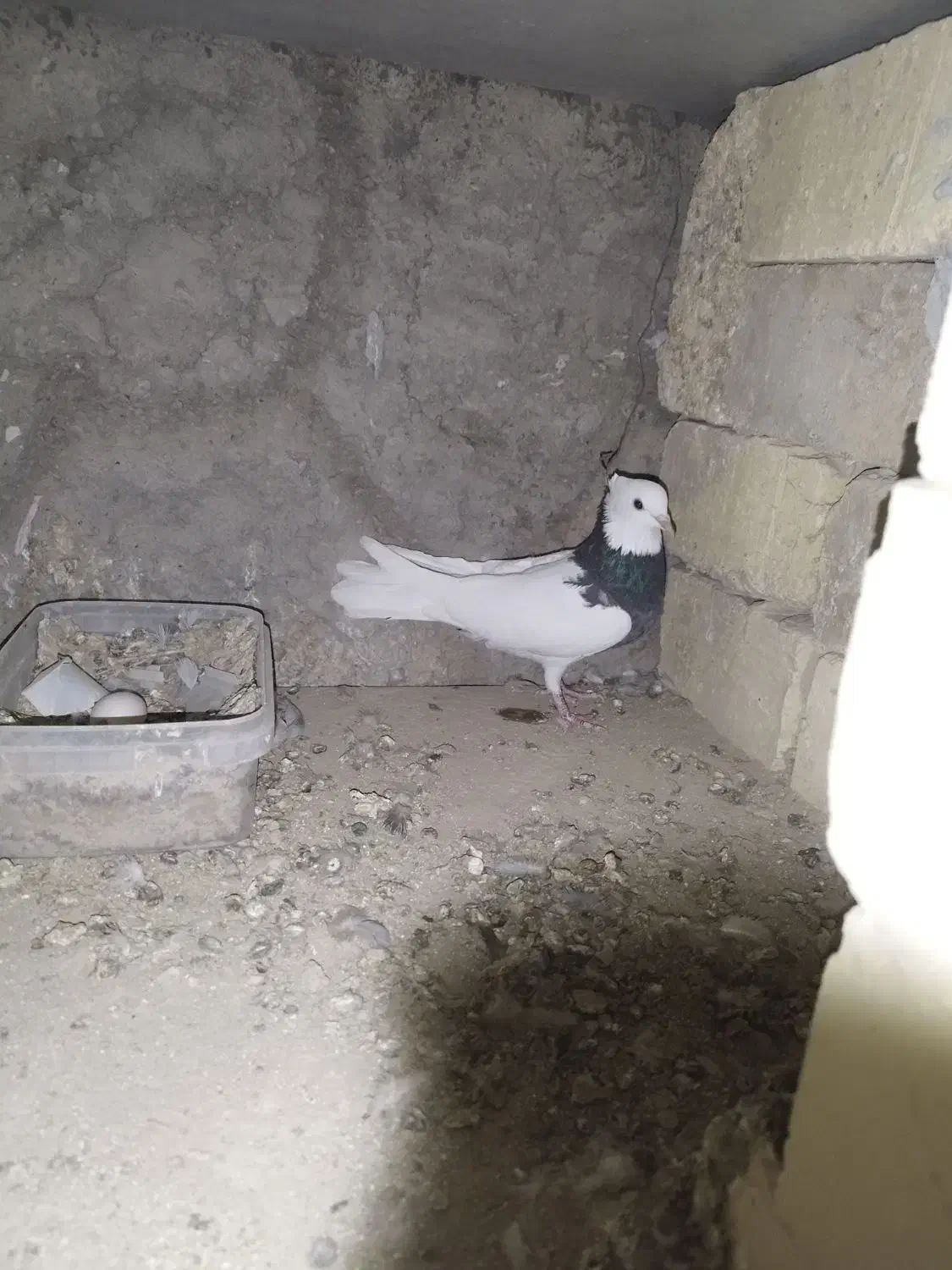 دمگیر سیاه پشت طوقی|پرنده|اصفهان, براآن شمالی|دیوار