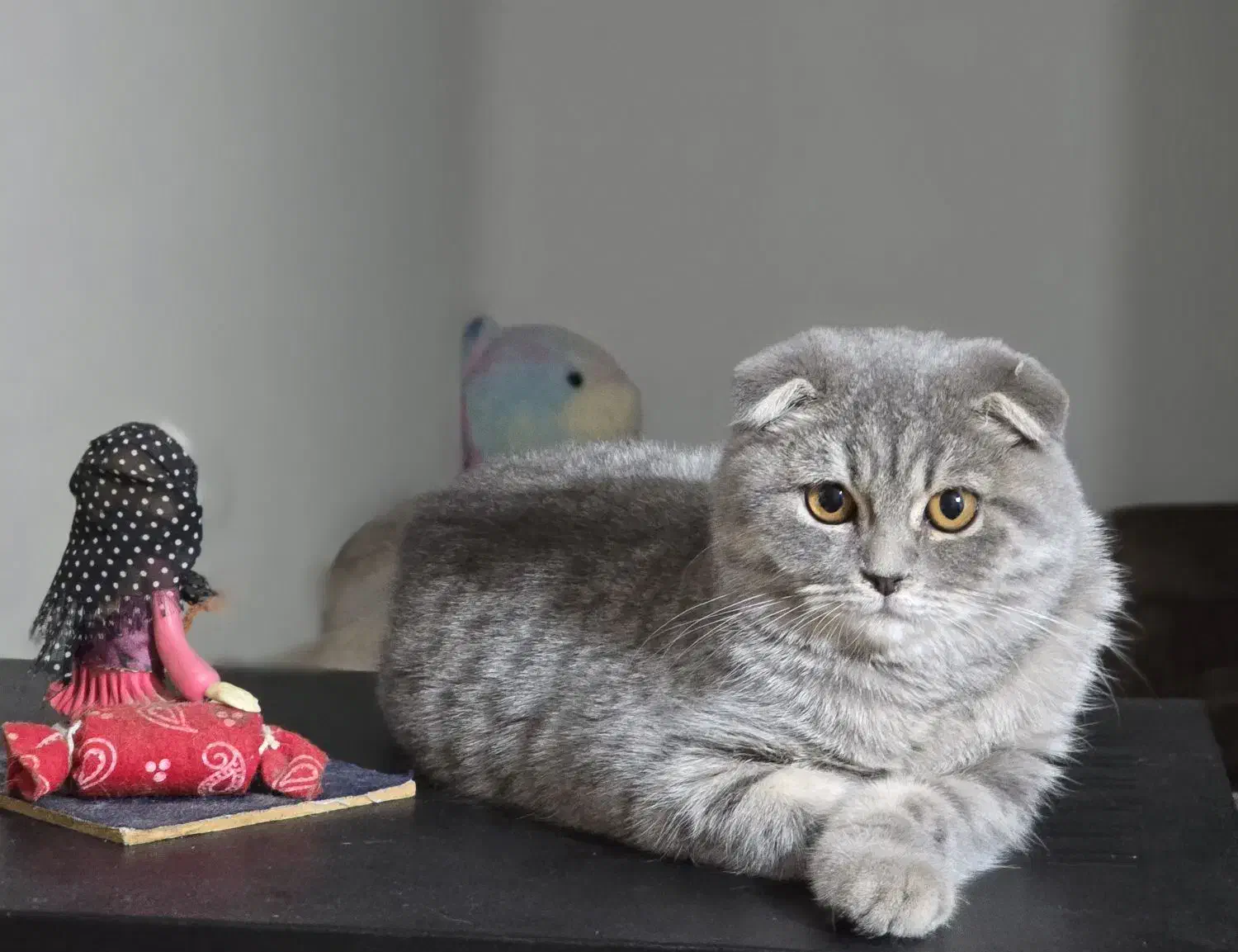 یک جفت اسکاتیش مولد|گربه|تهران, سردارجنگل|دیوار