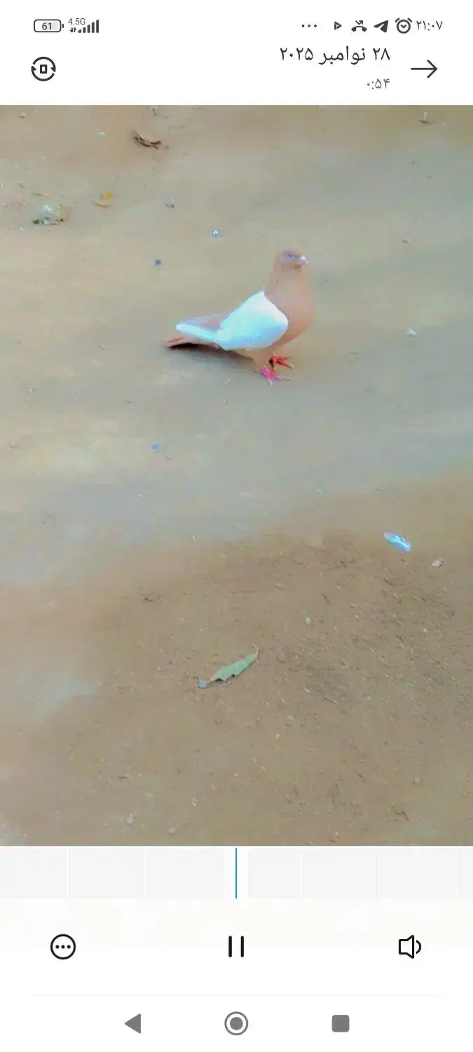 سینه زرد ماده|پرنده|خسروشاه, |دیوار