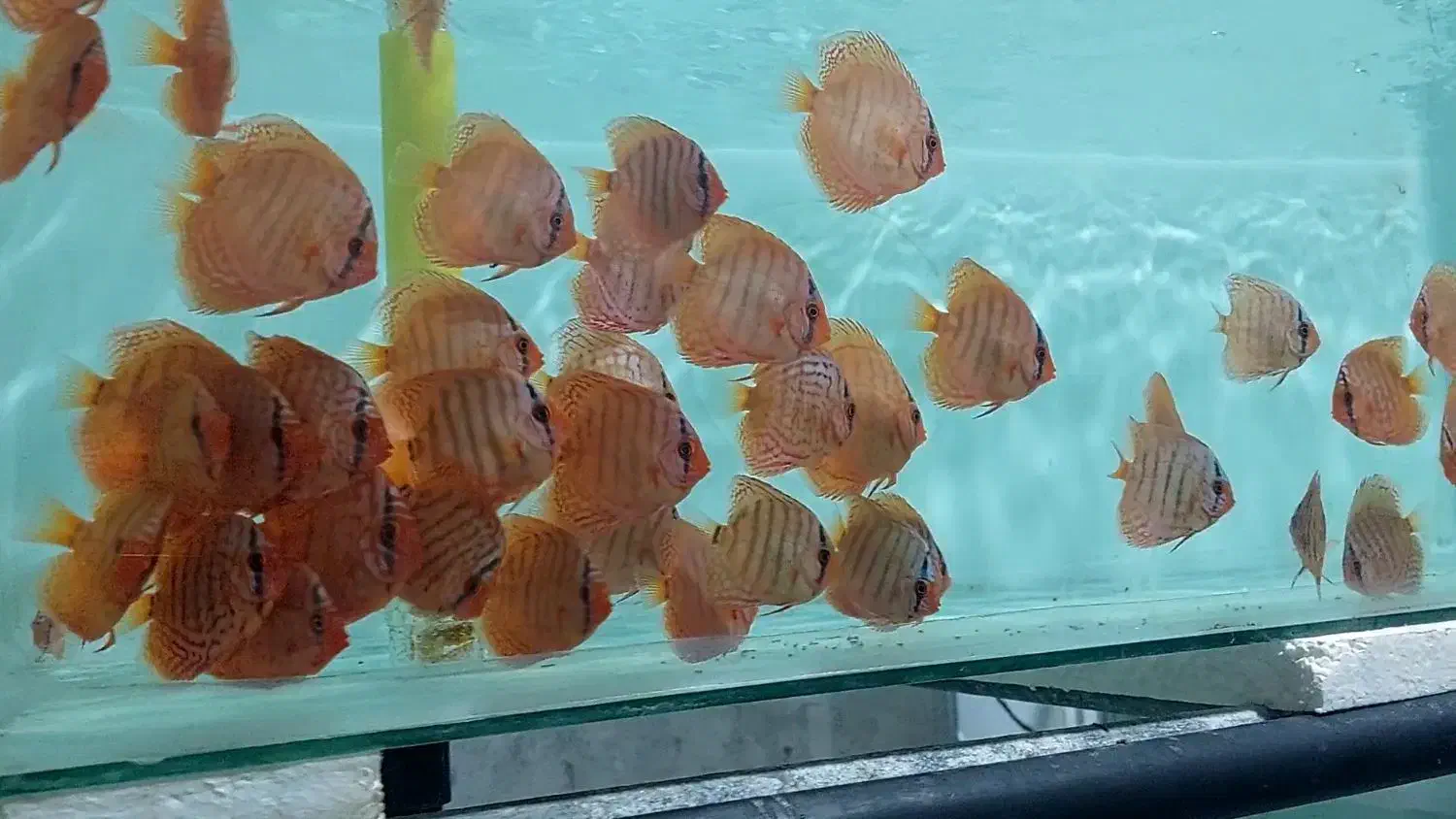 ماهی دیسکس|ماهی|مشهد, بهمن|دیوار