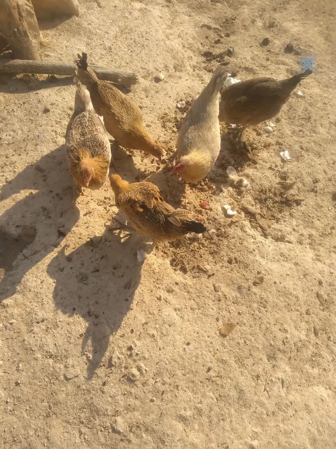 مرغ محلی|حیوانات مزرعه|چاروسا, |دیوار