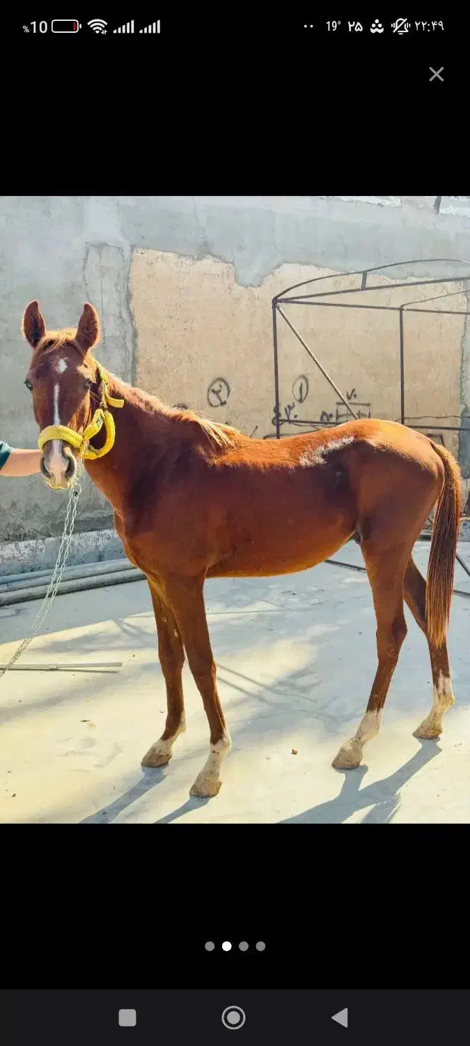 اسب نر|اسب و تجهیزات اسب‌سواری|حمیدیه, |دیوار