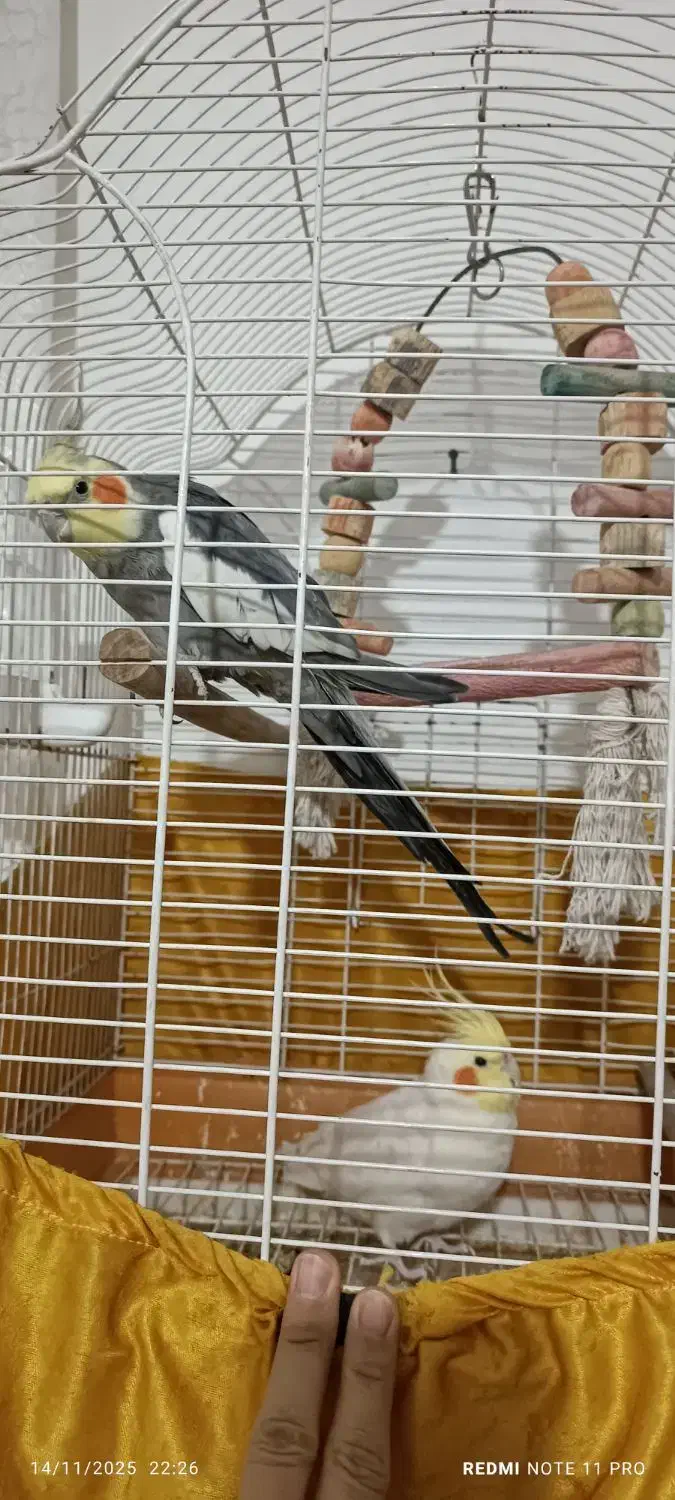 2عدد عروس هلندی نرسخنگو|پرنده|نسیم‌شهر, |دیوار