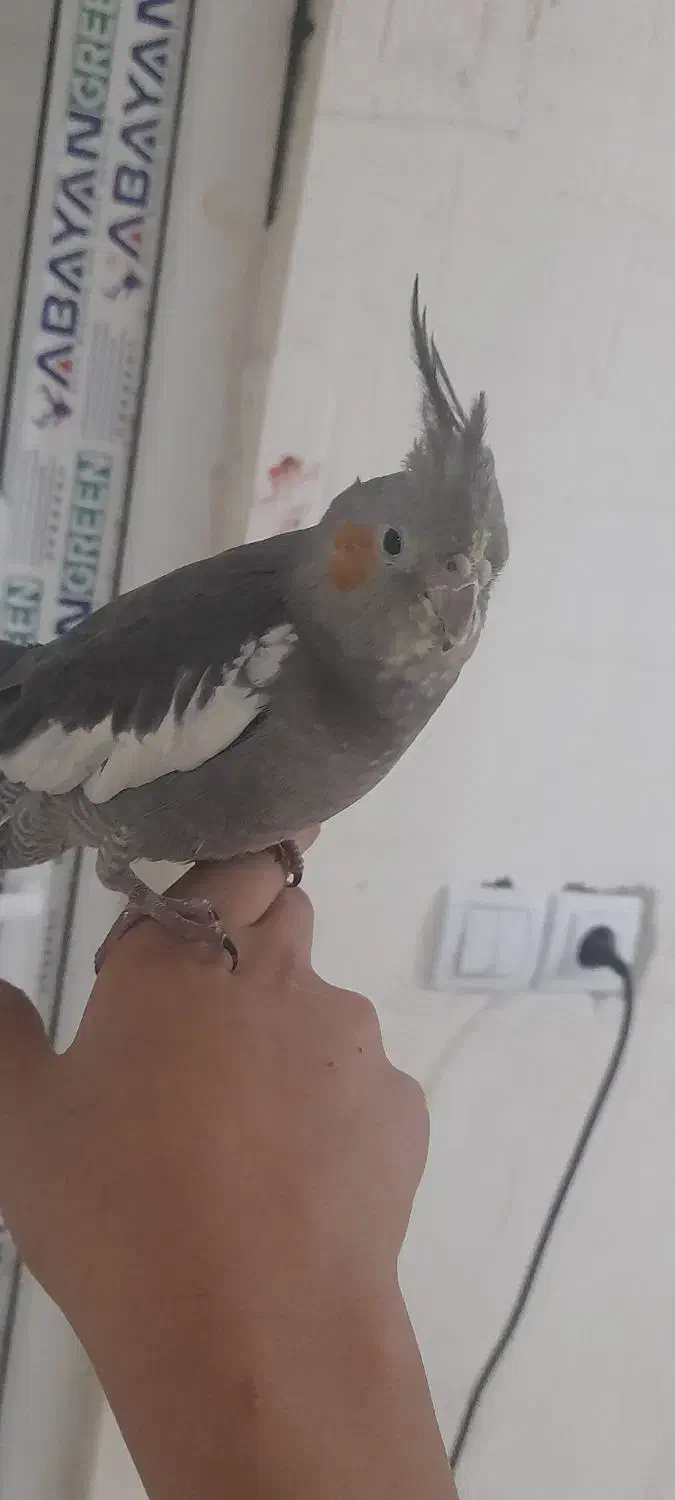 عروس هلندی|پرنده|بندر امام خمینی, |دیوار