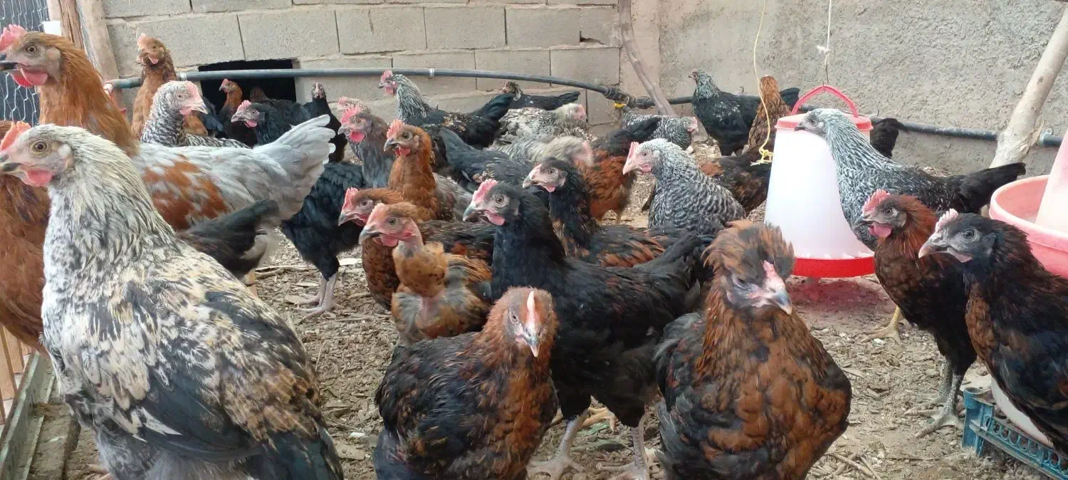 مرغ نیمچه  سه ماهه بلک استار و گلپایگانی|حیوانات مزرعه|پاکدشت, پاکدشت (مامازند)|دیوار