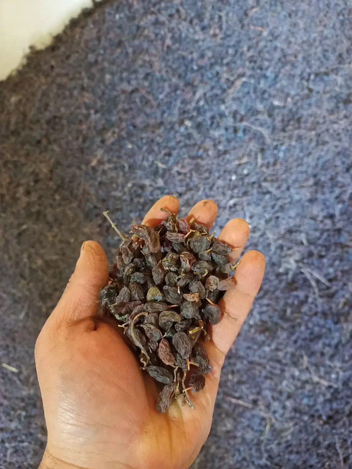 کشمش افتابی بواناتی|خوردنی و آشامیدنی|خرم بید, |دیوار