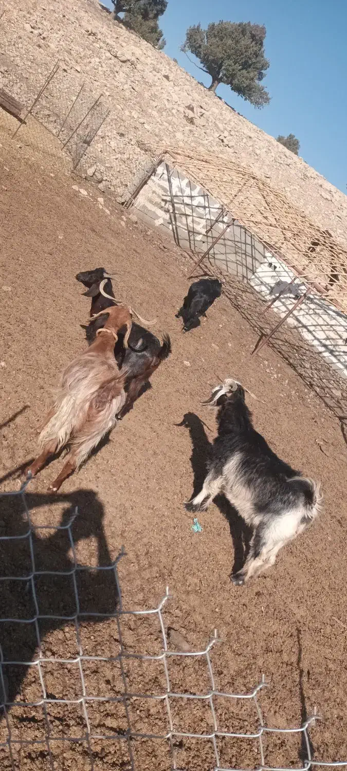 ۴عدد بز داشتی|حیوانات مزرعه|آبدانان, |دیوار